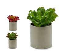 Ibergarden Maceta Planta Hoja Ondulada 3 Col Surt 20x25x20 cm (Set de 12)