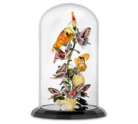 Idyllia Cloche de verre Oiseaux et Papillons OS