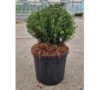 Ilex cren. 'Glorie Dwarf' - Houx du Japon 20- 25 cm - Conteneur