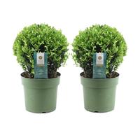 Ilex crenata forme boule - Houx japonais - lot de 2 - ?17cm - Hauteur 30-40cm