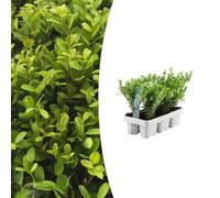 Ilex crenata 'Jenny' | 6 pièces - 15cm - Ø7cm - Plante de jardin
