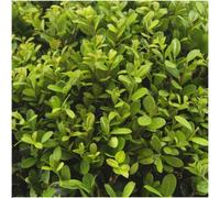 Ilex crenata 'Jenny' - 6 plants