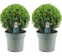 Ilex crenata « Jenny » - Boules de houx Ø25cm - 2 plants - Alternative au buis
