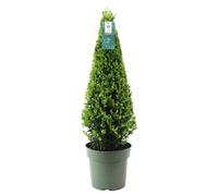 Ilex Crenata, plante pyramidale - Élégance en vert
