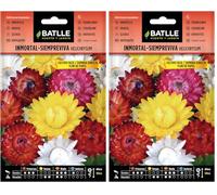 Immortelle A BRACTEES (Lot de 2)