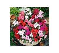 Click & Grow Impatiens (Busy Lizzie) / 3-pack - Capsules de fleurs décoratives pour jardin d’intérieur G