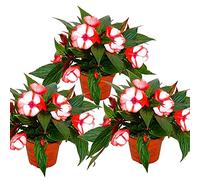 Impatiens New Guinée Lot de 3 plants de guinée Rouge/blanc 12 cm