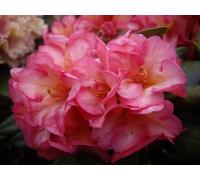 INKARHO Rhododendron hybride à grandes fleurs Balalaika 30 - 40 cm Rose des Alpes