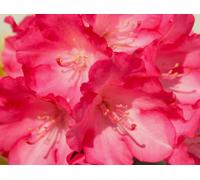 INKARHO Rhododendron Yakushimanum Fantastica à fleurs roses 30 - 40 cm