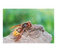 Insecticide CHOC GUEPES-FRELONS - aérosol de 750ml KARZHAN - 10058