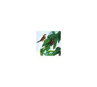 Intermas - INTERMAS - Filet de protection oiseaux EASYNET