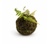 Ioensy Simulé Mousse Conteneur Artificielle Végétale Boîte Ornementale Séchée Matériau Naturel Adapté Micro- Arrangement Intérieur Plantes en Pot Bonsaï , Vert Herbe