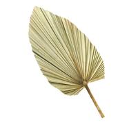 iplusmile Décoration Murale Palmier Séché Feuillage Éventail Olive Vert Décor Vif pour Mariage Champêtre Déco Maison Tropicale et Fête