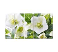 islandburner Impression sur toile élégante avec fleurs de Helleborus - Décoration de salon pour les amoureux de la nature - 5 pièces XXL