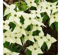Japanischer Hartriegel 'Chinensis' - Cornus kousa chinensis | 50-60 cm en conteneur