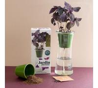 Jardin autonome : basilic pourpre - bio