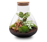 Jardin en bouteille « Sam XL » - ROUGE - 35 cm de haut