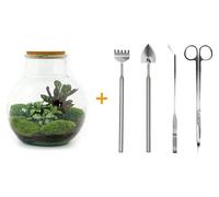 Jardin en pot Teddy DIY : terrarium végétal de 27 cm de haut avec une plante Calathea, comprenant un râteau, une petite pelle, une pince et des ciseaux