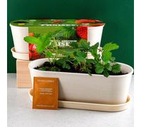 Jardinière bambou - fraisier