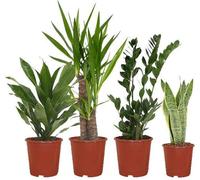 Jardinière Easy - 4 plantes d'intérieur faciles d'entretien - Sansevieria