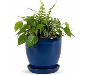 Jardinière modèle « EggPot » 38 cm en céramique bleu royal avec soucoupe