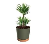 botle Pot de fleurs avec support - Rond - Grand pot de fleurs - Diamètre : 40 cm - Hauteur : 38 cm - Mat - 35 l - Vert - Support amovible - Surface mate - Décoration d'intérieur - Terrasse de jardin