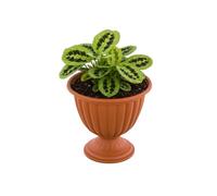 Jardinière sur pied - BOTLE - Ø 26 cm H 28 cm - Plastique - Terre cuite naturelle - Rond