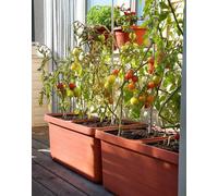 Jardinière, terre cuite, auto-arrosage, 78x39cm, 2 x 18 L, BERBERIS