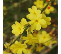 Jasmin d'hiver ""Jasminum Nudiflorum"" Plante grimpante à fleurs caduques pour jardin Pot 9 cm