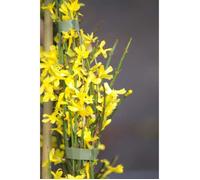 jasmin dhiver nudiflorum godet - fleur jaune