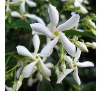 Jasmin étoilé blanc - Plante grimpante résistante à l'hiver - Jasmin parfumé persistant - Plante de jasmin - Pot de 1,5 litres - Plantes résistantes à l'hiver pour le jardin - Jasmin - Croissance
