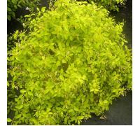 Jasmin étoilé Golden Memories®