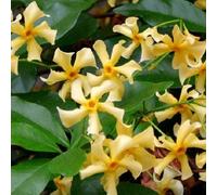 Jasmin étoilé lot de 2 jaune - Jasmin étoilé de Toscane - 2 x plantes grimpantes rustiques - parfum agréable et intense - pot de 2 x 1,5 L - jasmin - croissance jusqu'à 400 cm de hauteur