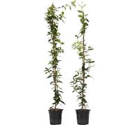 Jasmin étoilé - Set de 2 - Trachelospermum jasminoides - H110-120cm - ⌀17cm