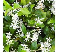 Jasmin étoilé 'Star of Venice' - Trachelospermum jasminoides 'Star of Venice' 50-60 cm pot | Grimpante persistante, fleurs blanches parfumées, parfaite terrasse