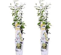 Jasmin étoilé Trachelospermum « Star of Toscana » - Lot de 2 - 65cm de haut