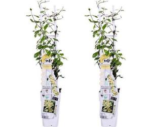 Jasmin étoilé Trachelospermum « Star of Toscana » - Lot de 2 - 65cm de haut
