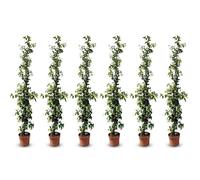 Sunny Tree - Jasmin de Toscane - Plante grimpante - 6 pcs - Plante d'extérieur - Résistant jusqu'à -18 - Trachelospermum Jasminoides - 160 cm