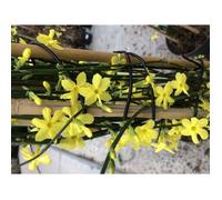 Jasminum nudiflorum - JASMIN D'HIVER , JASMIN JAUNE 50-60 cm en pot