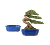 Jinfa Lot de 2 Pots à Bonsaï en Céramique Émaillée Bleu avec Trous de Drainage, Grilles Filtrantes & Plateaux en Bambou| Design Japonais Traditionnel | Décoratifs pour Plantes Intérieures & Cadeau
