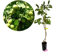 Juglans regia 'Chandler', Noyer, hauteur 100 cm, pot de 5 litres
