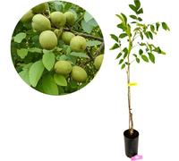 Juglans regia 'Franquette', Walnussbaum, 5-Liter-Topf