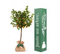 Juste un arbre - Calamondin - Citrus × microcarpa - Oranger Nain - Agrume à Petits Fruits Orange - Arbre Fruitier en Pot pour Intérieur, Terrasse et Balcon - Cadeau Vivant