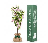 Juste un arbre - Cerisier à Fleurs du Japon Kanzan - Prunus serrulata - Cerisier Japonais à Fleurs Roses - Arbre d’Ornement Fleuri 70-90 cm - Plante Extérieure Jardin - Cadeau Vivant Symbolique