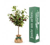 Juste un arbre - Cerisier Burlat - Prunus avium - Cerisier à Gros Fruits Rouges - Arbre Fruitier d’Extérieur - Cerises Sucrées et Juteuses - Jardin et Verger - Cadeau Vivant