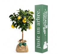 Juste un arbre - Citronnier des 4 Saisons - Citrus limon - Arbre Fruitier à Citrons Jaunes - Floraison Blanche Parfumée - Agrume en Pot pour Jardin, Terrasse et Balcon - Cadeau Vivant