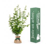 Juste un arbre - Érable du Japon Going Green - Acer palmatum - Érable Japonais au Feuillage Vert et Jaune Doré - Arbre d’Ornement Extérieur pour Jardin, Terrasse et Balcon - Cadeau Vivant