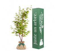 Juste un arbre - Érable du Japon Sango Kaku - Acer palmatum - Érable à Bois Rouge Corail et Feuillage Coloré - Arbre d’Ornement Extérieur pour Jardin, Terrasse et Balcon - Cadeau Vivant