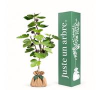 Juste un arbre - Figuier - Ficus carica - Arbre Fruitier à Figues - Figuier Rustique pour Jardin, Terrasse et Grand Pot - Plante d’Extérieur - Cadeau Vivant et Durable