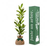 Juste un arbre - Magnolia Étoilé - Magnolia stellata - Arbuste à Fleurs Blanches Étoilées - Floraison Printanière - Plante d’Extérieur pour Jardin, Terrasse et Balcon - Cadeau Vivant
